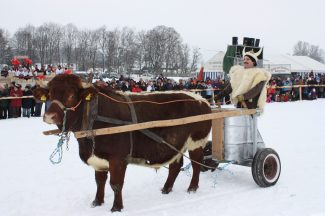 wiwa_ochsenrennen04