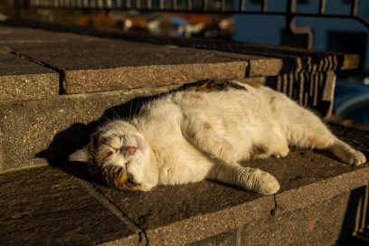 1Ruhende Katze RN. 2