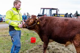 Ochsenrennen-Wildenwart-1020388