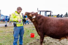 Ochsenrennen-Wildenwart-1020392