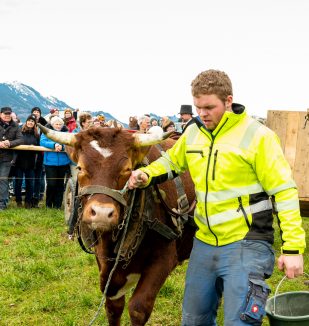 Ochsenrennen-Wildenwart-1020492