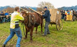 Ochsenrennen-Wildenwart-1020498