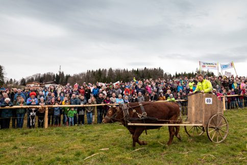 Ochsenrennen-Wildenwart-1020565