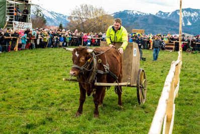 Ochsenrennen-Wildenwart-1020784