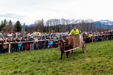 Ochsenrennen-Wildenwart-1020858