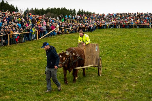 Ochsenrennen-Wildenwart-1020887