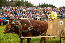 Ochsenrennen-Wildenwart-1020892