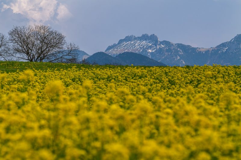 Kampenwand Raps und Löwenzahn