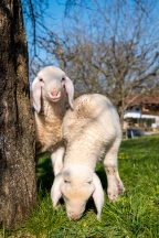 Die Lämmer "Seppe" und "Kathe"