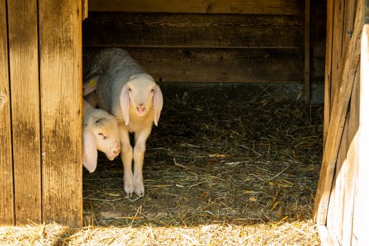 Die Lämmer "Seppe" und "Kathe"