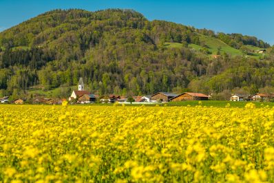 Rapsblüte Kirche St. Vitus in Nußdorf am Inn - RN