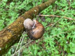 Schnecke 1