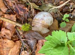 Schnecke 2