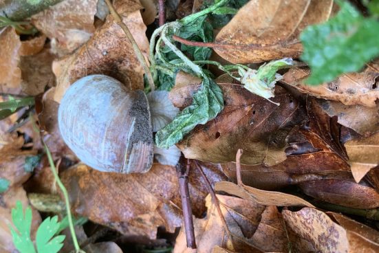 Schnecke 3
