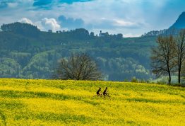 Steinkirchen Raps-Radler