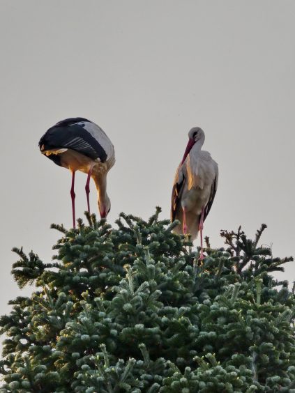 Störche_1_©Sebastian Hundhammer