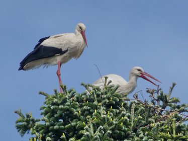 Störche_2_©Sebastian Hundhammer