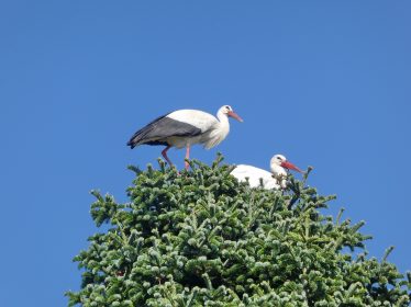 Störche_3_©Sebastian Hundhammer