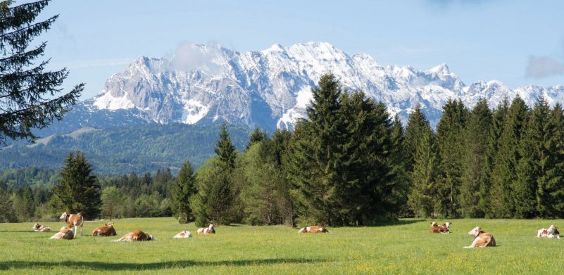 Weidekuehe_Kruen_Garmisch_9466_CMYK
