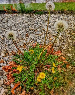 kl-IMG_20200329_180220~2