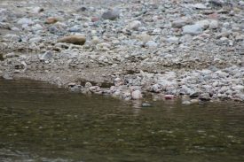 2020_05_20_Kiesbrueter-2