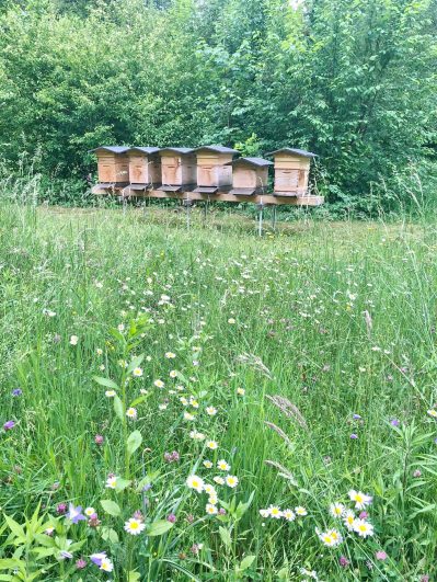 Bienen_Bad Aibling_2020_01