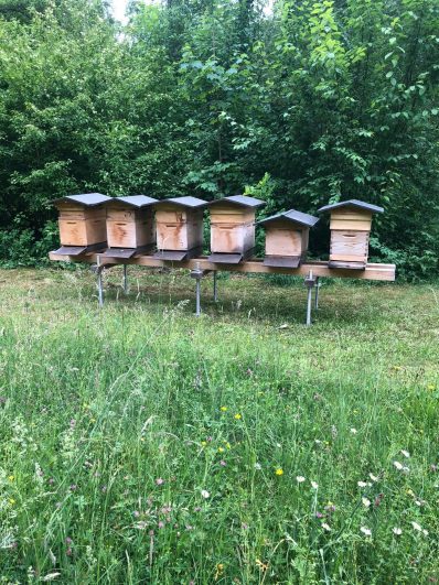 Bienen_Bad Aibling_2020_02