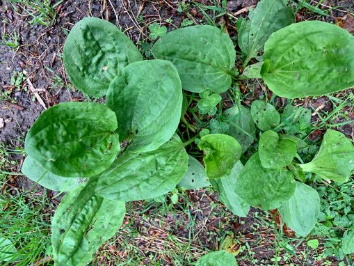 Breitwegerich - 1quer