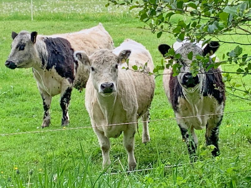 Galloways 3