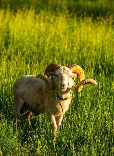Schafsbock-1100144