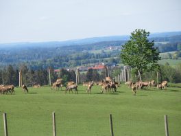 Kapellenweg Söllhuben