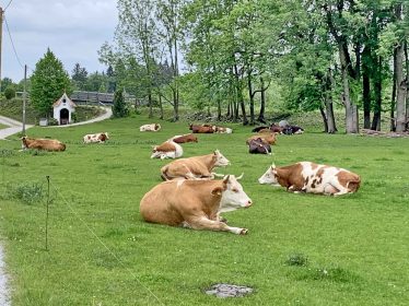 kl-1Kuh-Idylle in Aschau