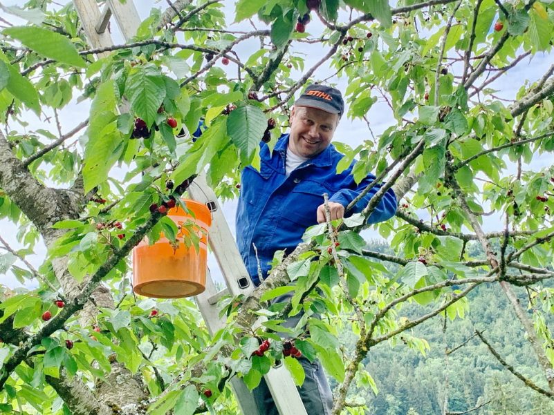 Auftakt für sieben Kirschwochen am Samerberg – Samerberger Nachrichten