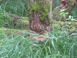 Der Natur auf der Spur