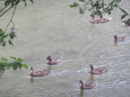 Der Natur auf der Spur