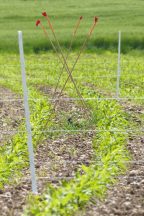 Zäune für den Kiebitz 1 2000