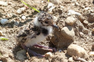 Zäune für den Kiebitz 2 2000