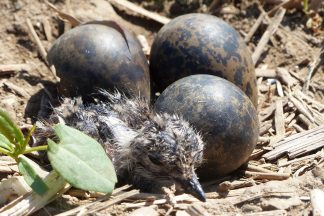 Zäune für den Kiebitz 3 2000