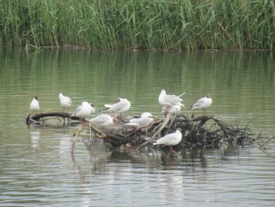Der Natur auf der Spur