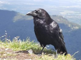 c7cf0d9e-ddd8-47c4-8e5d-d000cd540f6f