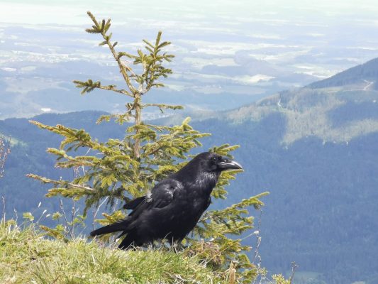 c8d59d03-d9b5-44e4-9b51-f2705016f65a