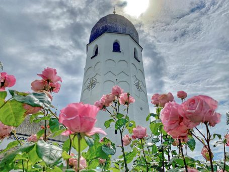 eine Rose unter Dornen 2020_Foto H. Reiter