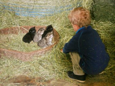 kl-Kätzchen-Streicheln Anderlbauer