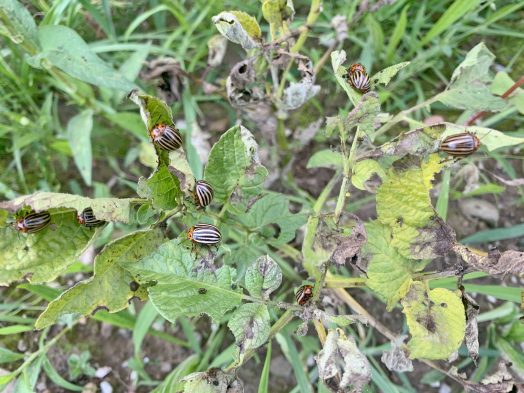 1Kartoffelkäfer viele