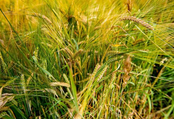 erntepressefahrt (1)