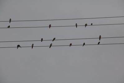 wiwa sommermelodie01