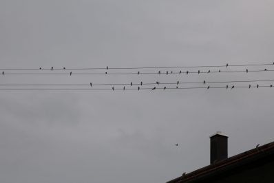 wiwa sommermelodie02