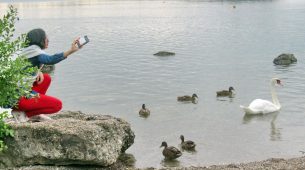 1Mein lieber Schwan 3