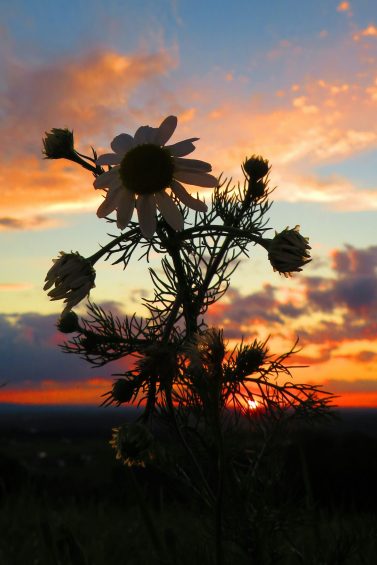 20200824200330_IMG_2388~2