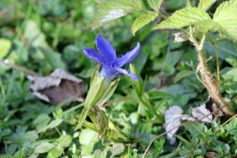 AktNatBeo-200820-hw-11_Gewoehnlicher_Fransenenzian_(Gentianopsis_ciliata)_Spitzstein_8C3A4731